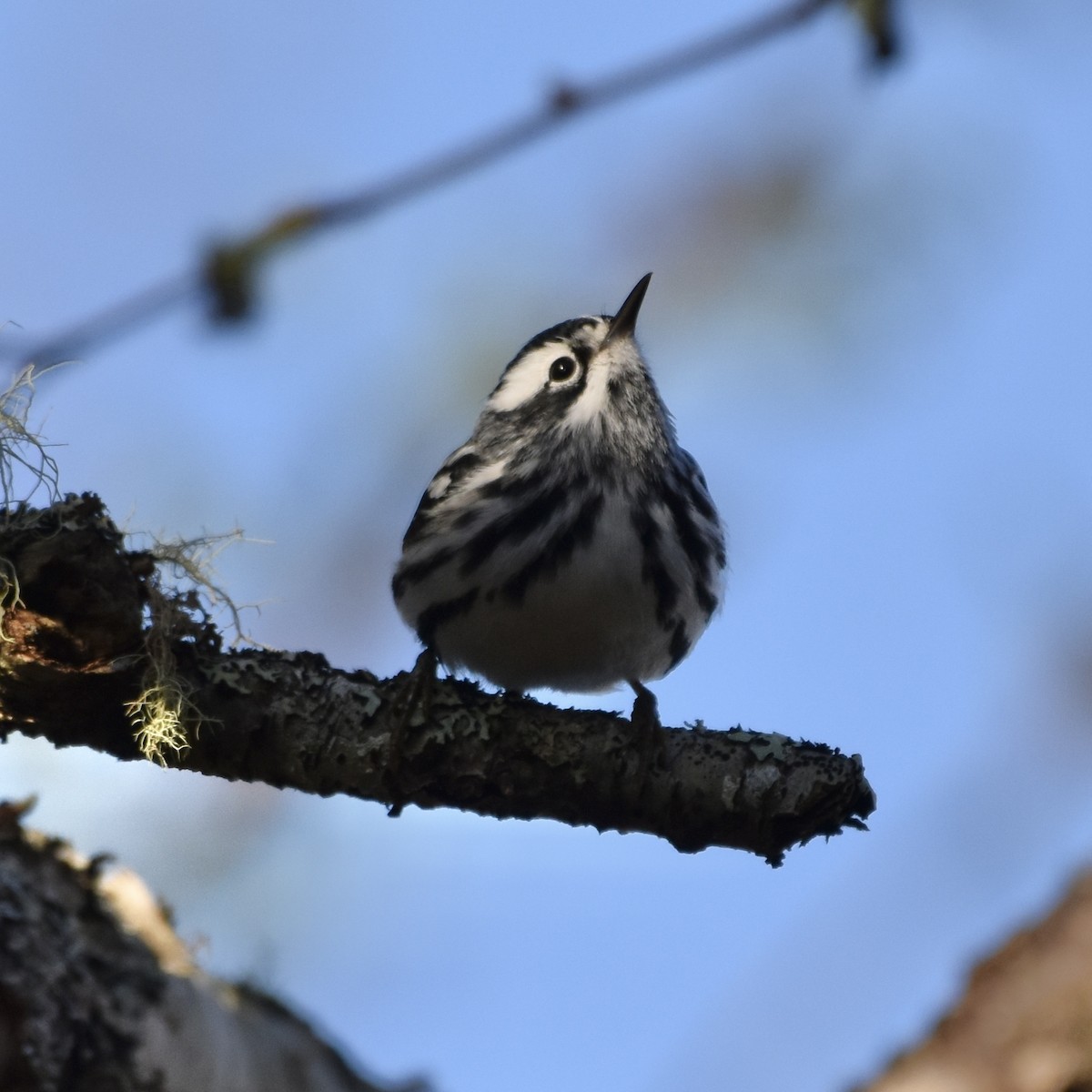 Black-and-white Warbler - Jada Fitch