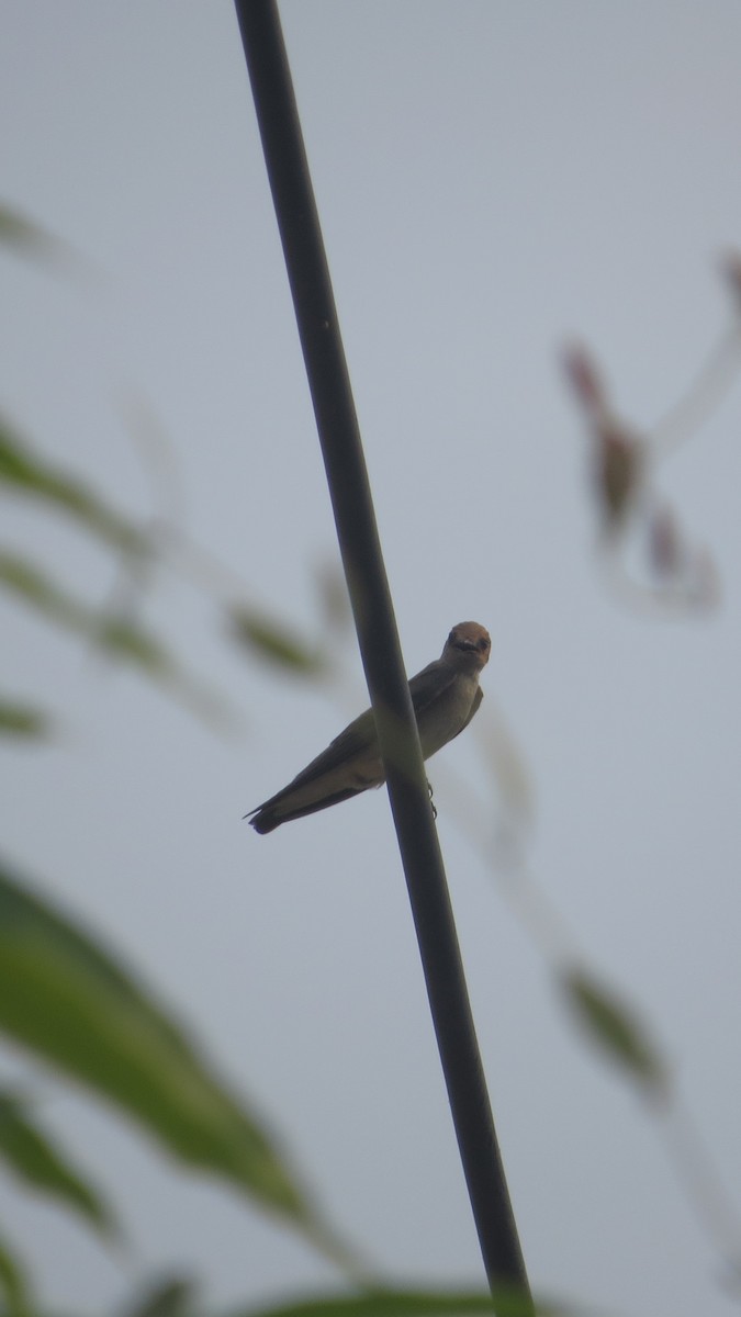 Northern Rough-winged Swallow - ML618630196