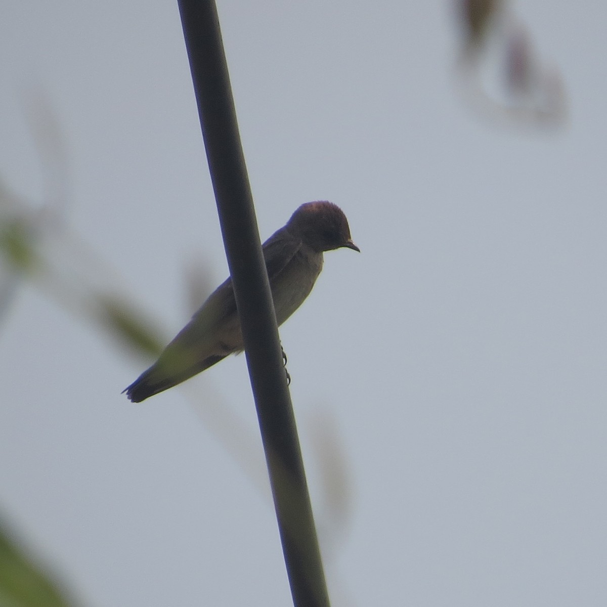 Northern Rough-winged Swallow - ML618630199