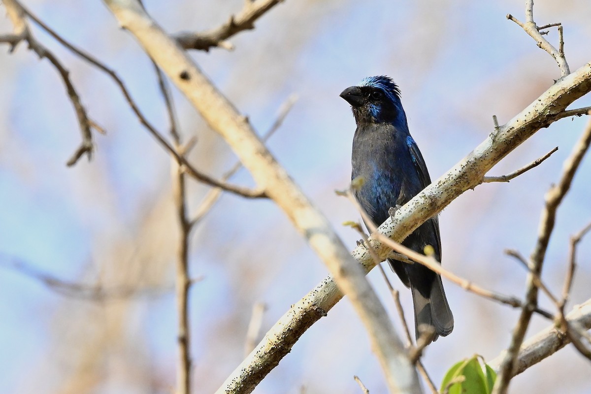 Blue Bunting (West Mexico) - ML618630242