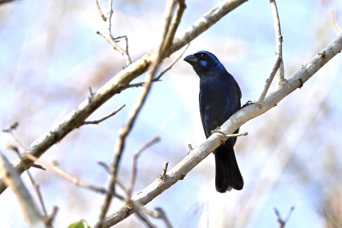 Blue Bunting (West Mexico) - ML618630243