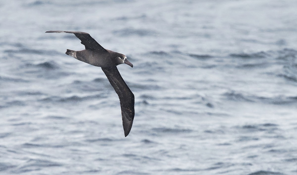 albatros černonohý - ML618630278