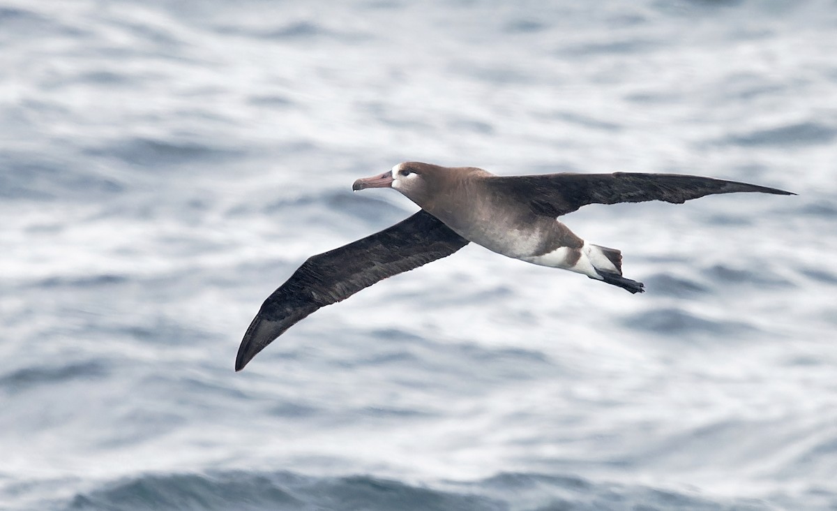 albatros černonohý - ML618630279
