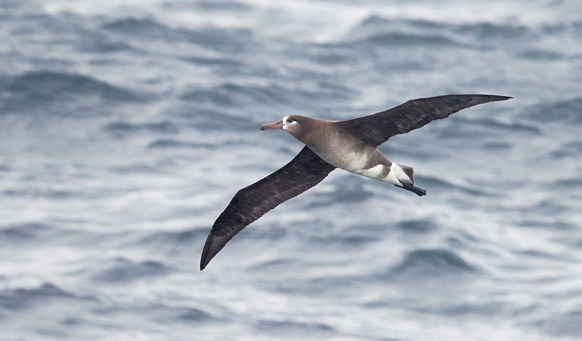 albatros černonohý - ML618630280