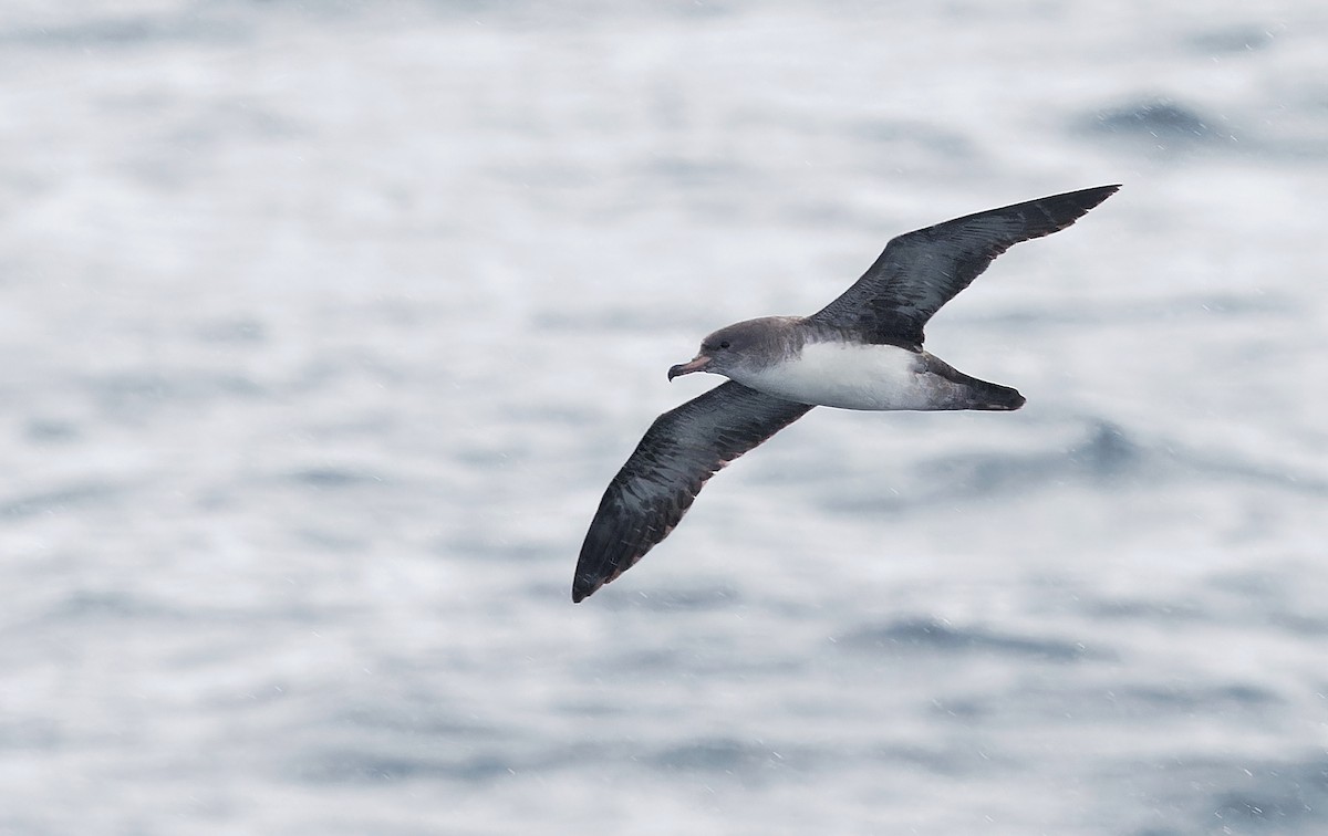 Pink-footed Shearwater - ML618630284