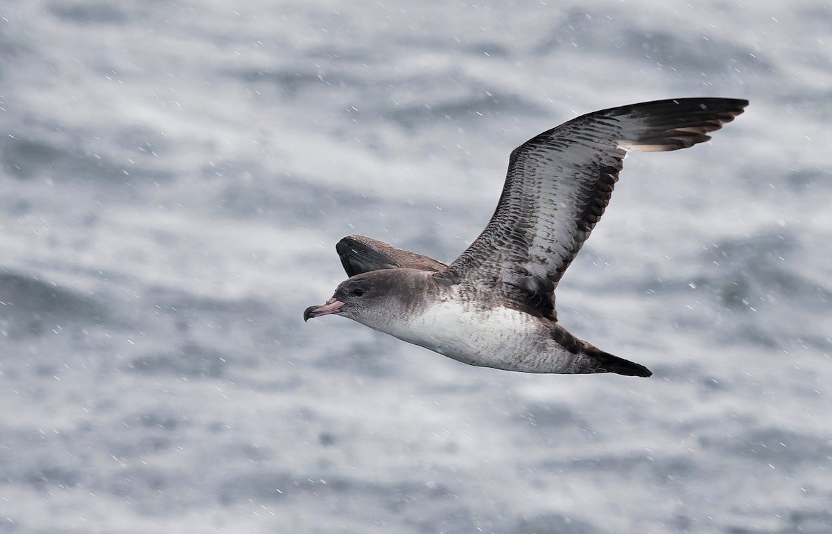 Pink-footed Shearwater - ML618630285