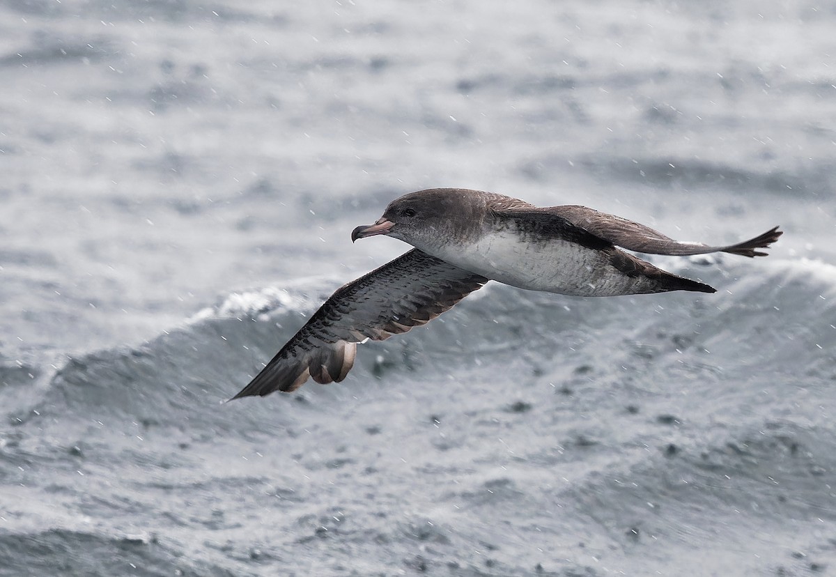 Pink-footed Shearwater - ML618630287