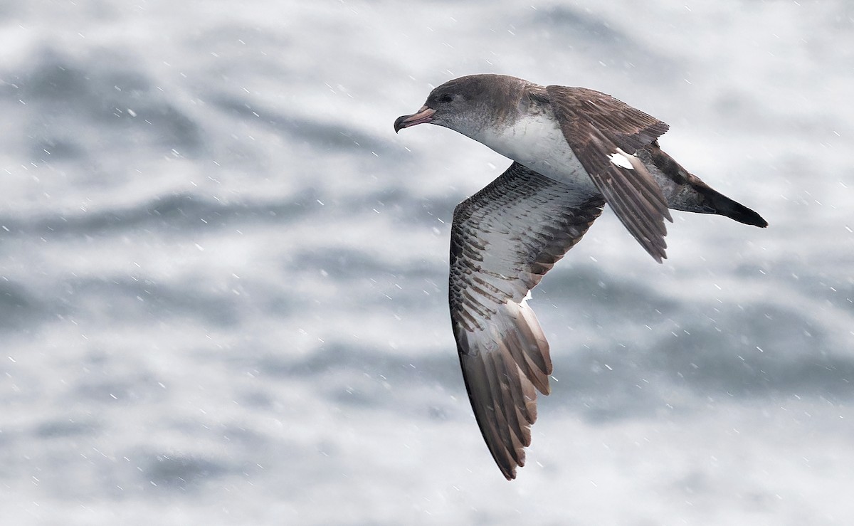 Pink-footed Shearwater - ML618630288