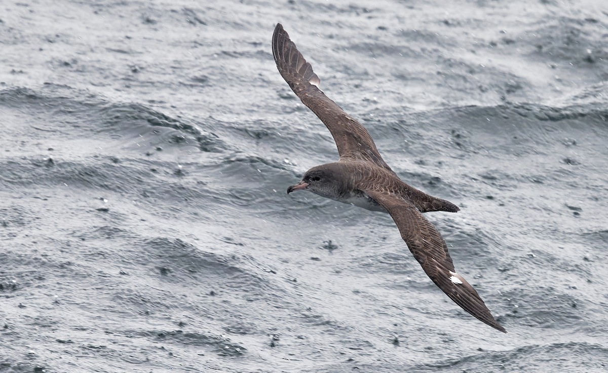 Pink-footed Shearwater - ML618630294