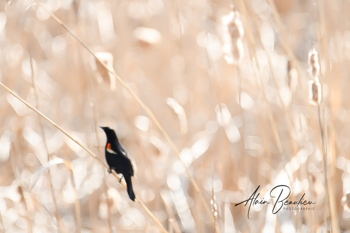 Red-winged Blackbird - Alain Beaulieu