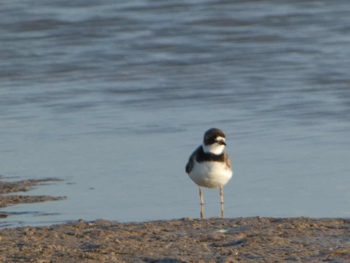 Semipalmated Plover - ML618630303