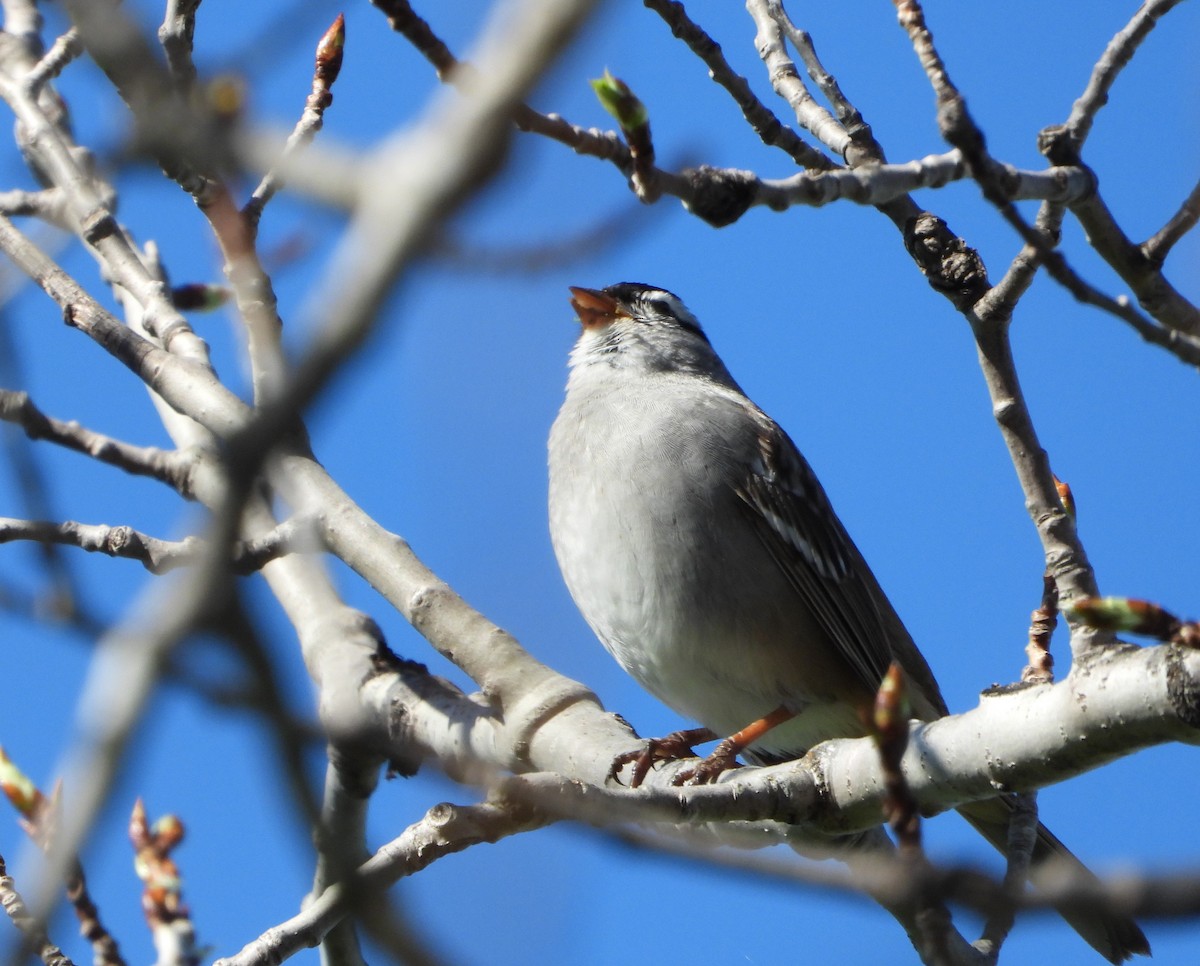 White-crowned Sparrow - ML618630324
