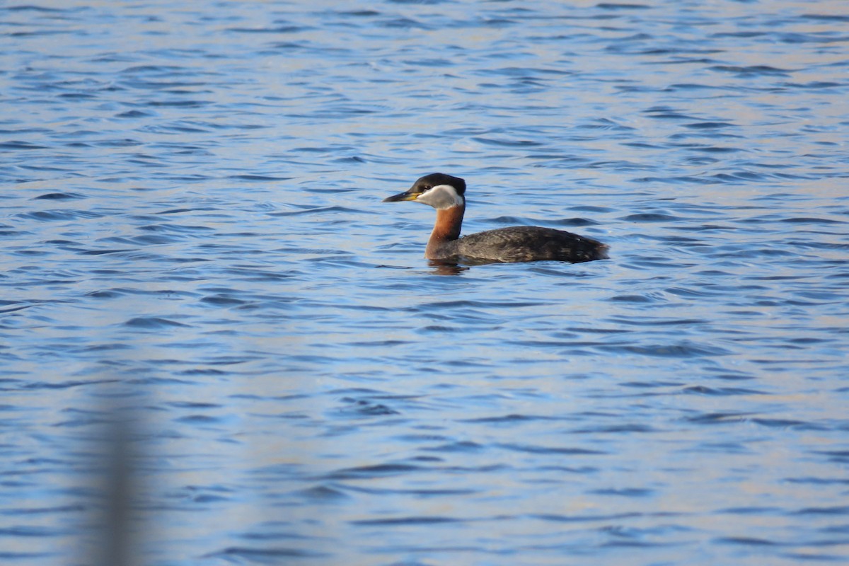 Red-necked Grebe - ML618630382