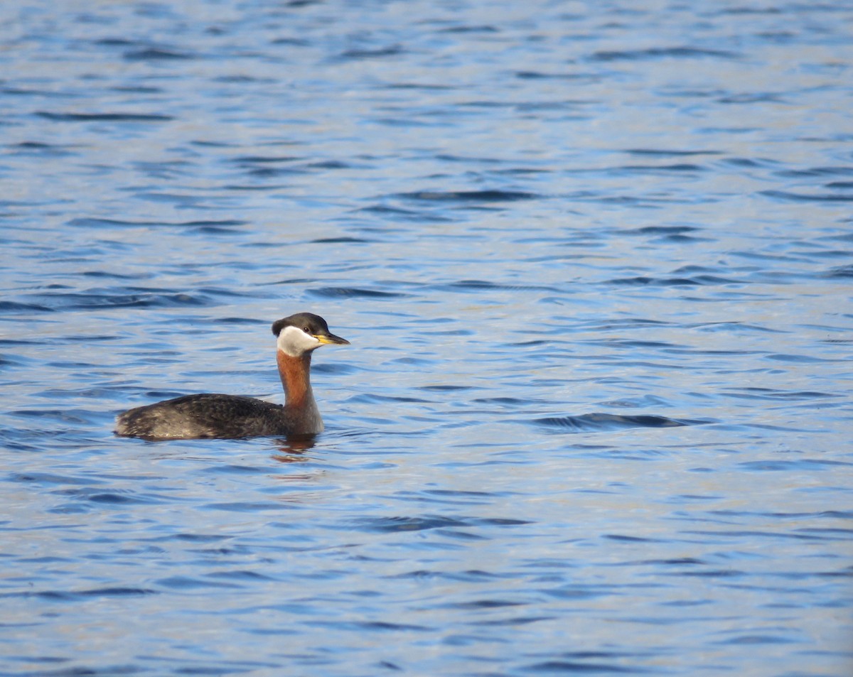 Red-necked Grebe - ML618630383