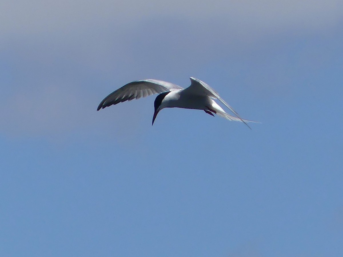 Common Tern - ML618630396