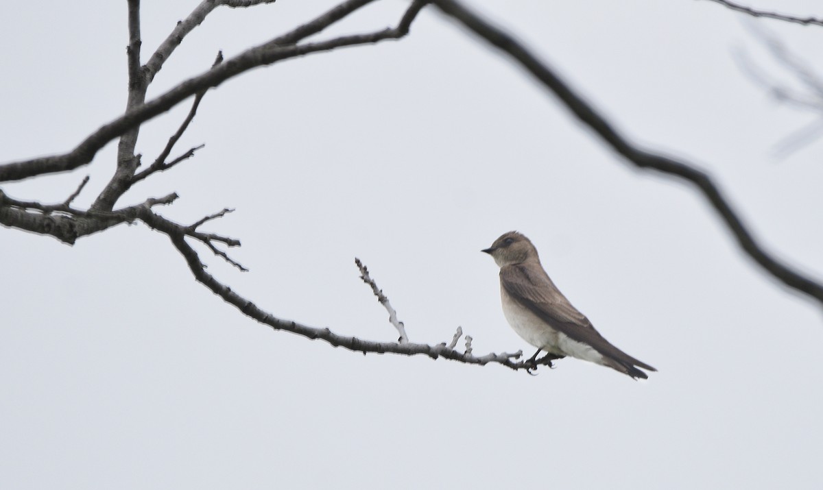 Northern Rough-winged Swallow - ML618630431