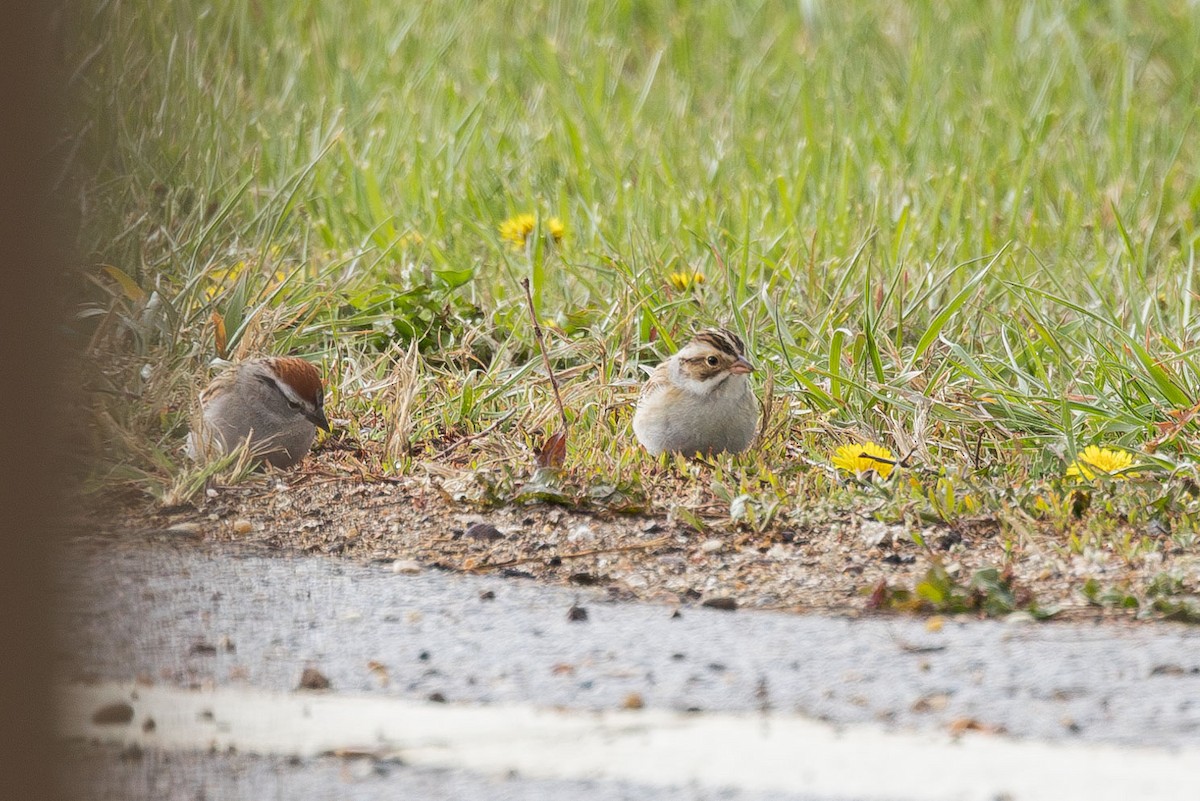 Clay-colored Sparrow - ML618630450