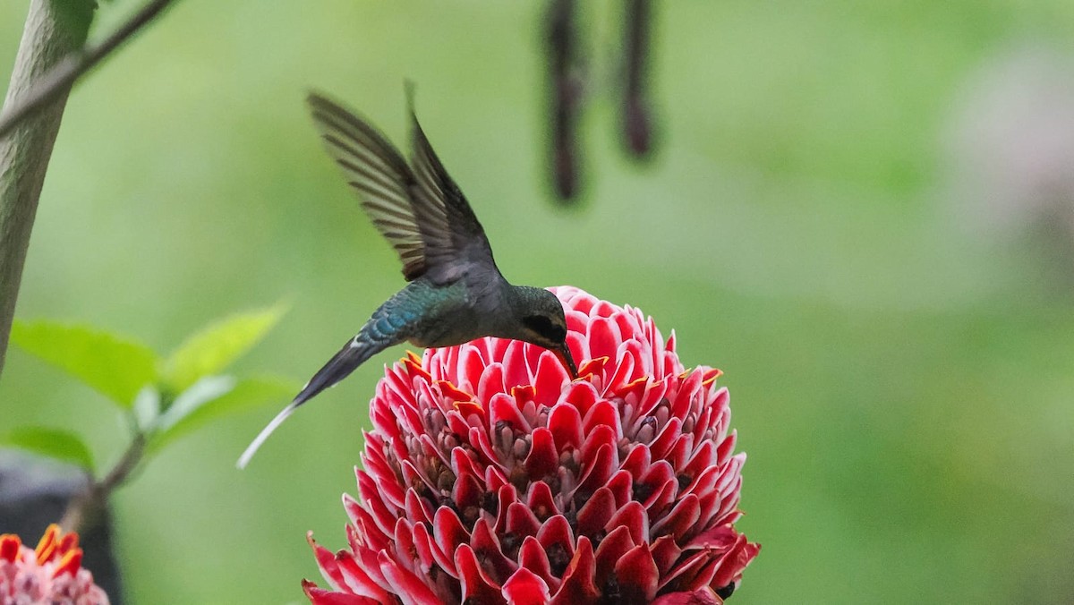 kolibřík šedobřichý - ML618630459