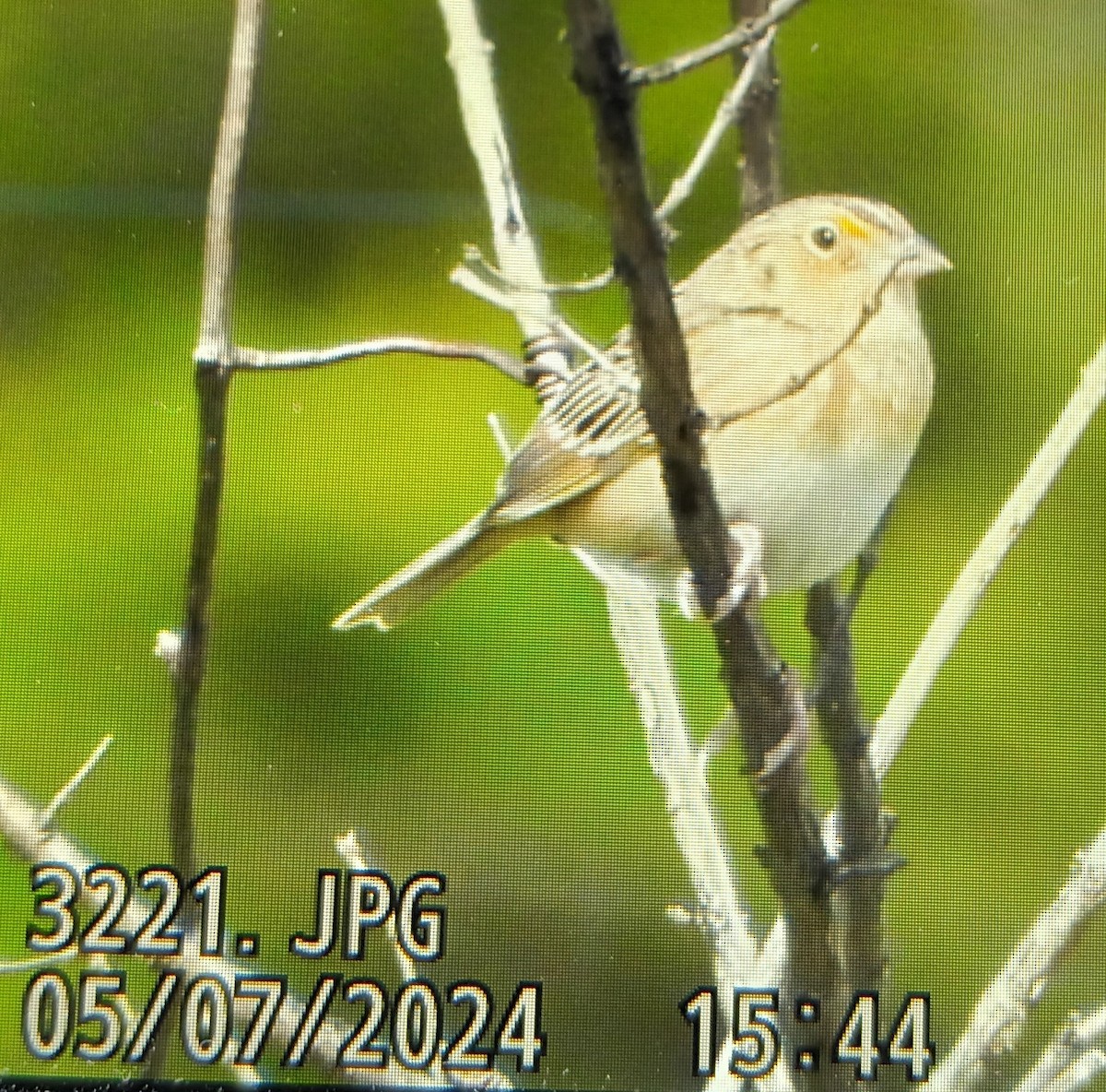 Grasshopper Sparrow - ML618630467