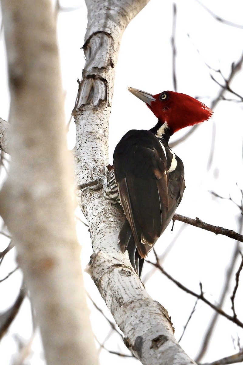 Pale-billed Woodpecker - ML618630473