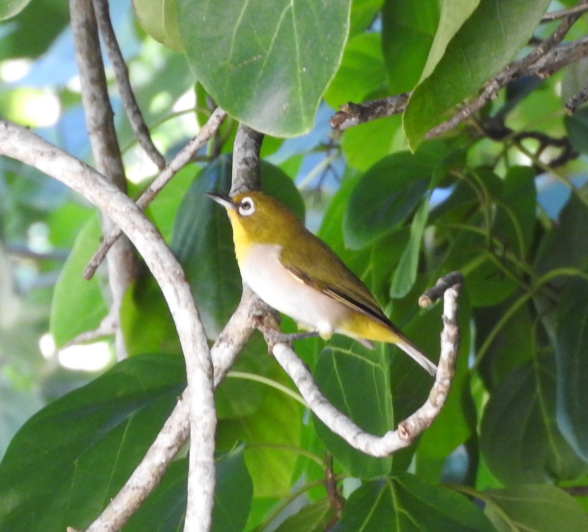 Madagaskarbrillenvogel - ML618630477