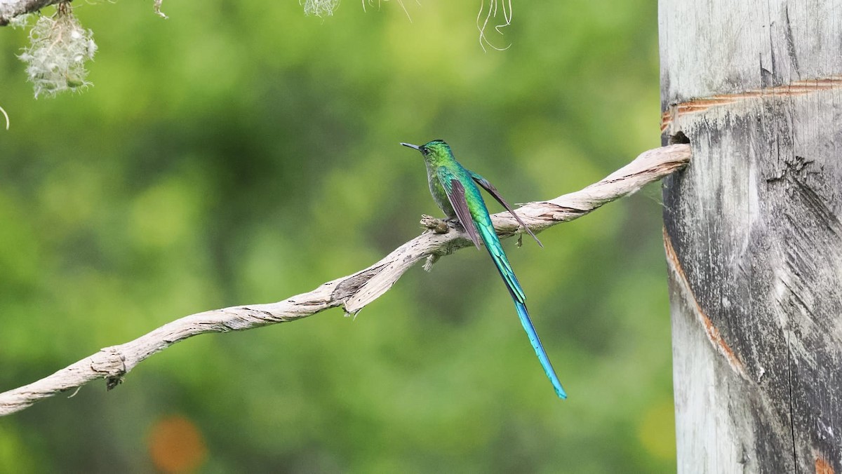 Long-tailed Sylph - ML618630485