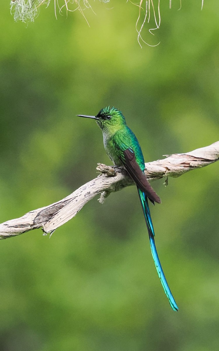Long-tailed Sylph - ML618630486