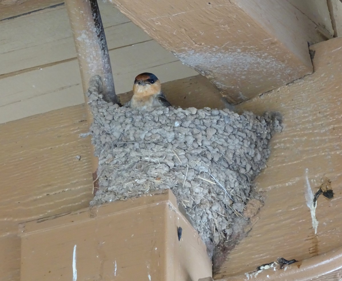 Cave Swallow - ML618630503
