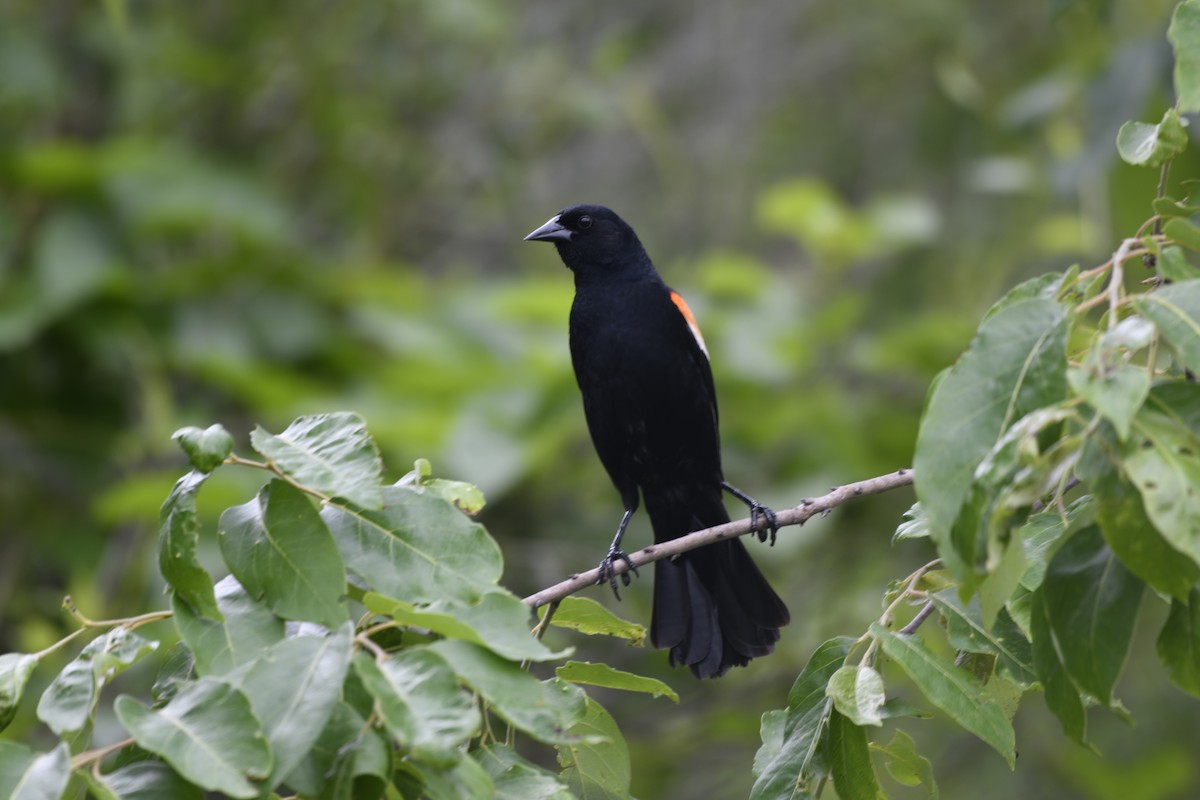 Red-winged Blackbird - ML618630522