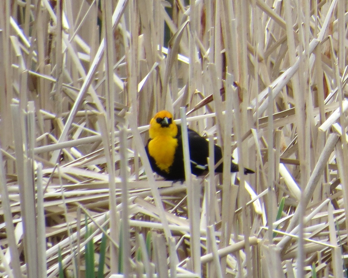 Yellow-headed Blackbird - Pam Campbell