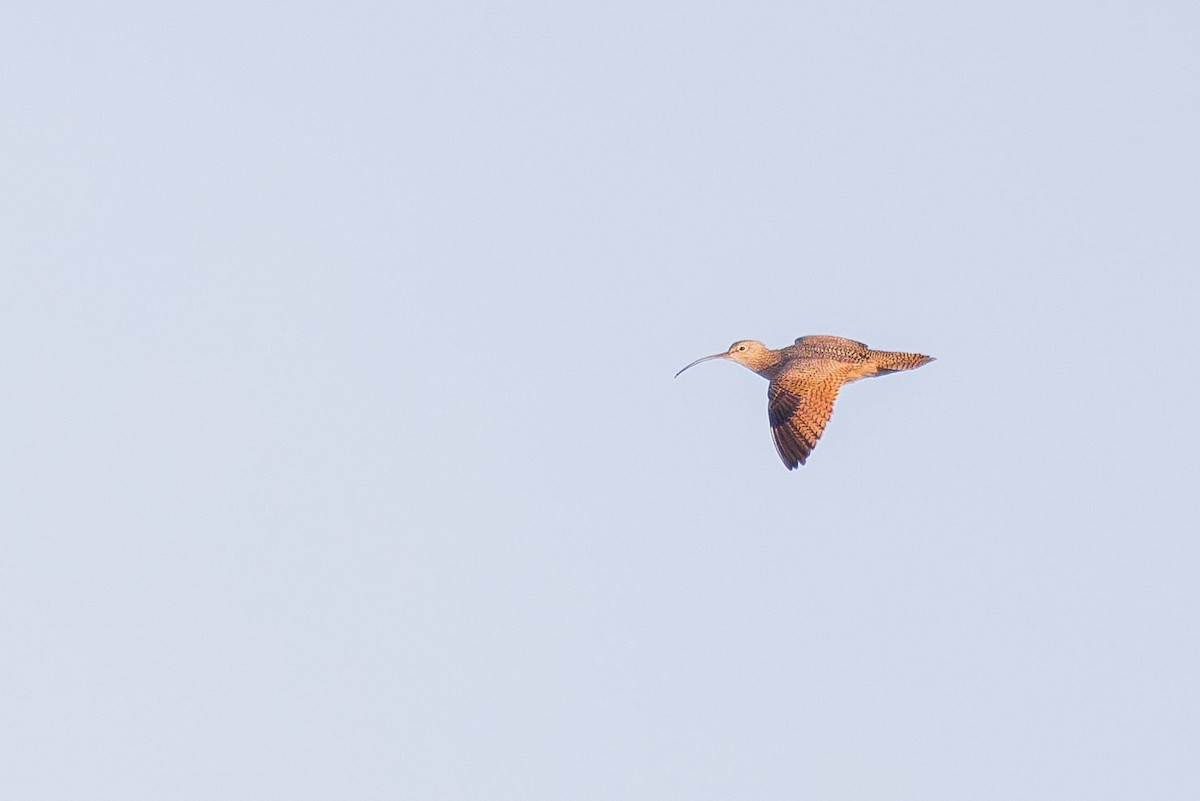 Long-billed Curlew - ML618630543