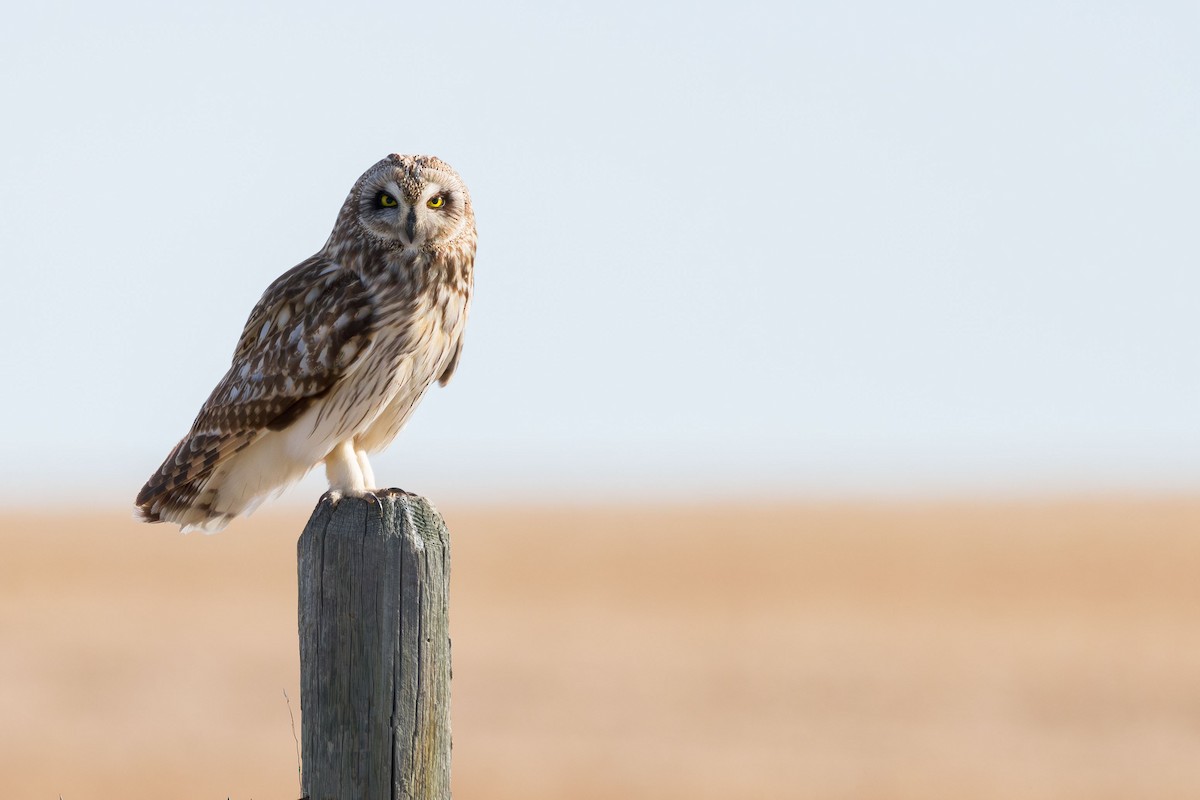 Short-eared Owl - ML618630548