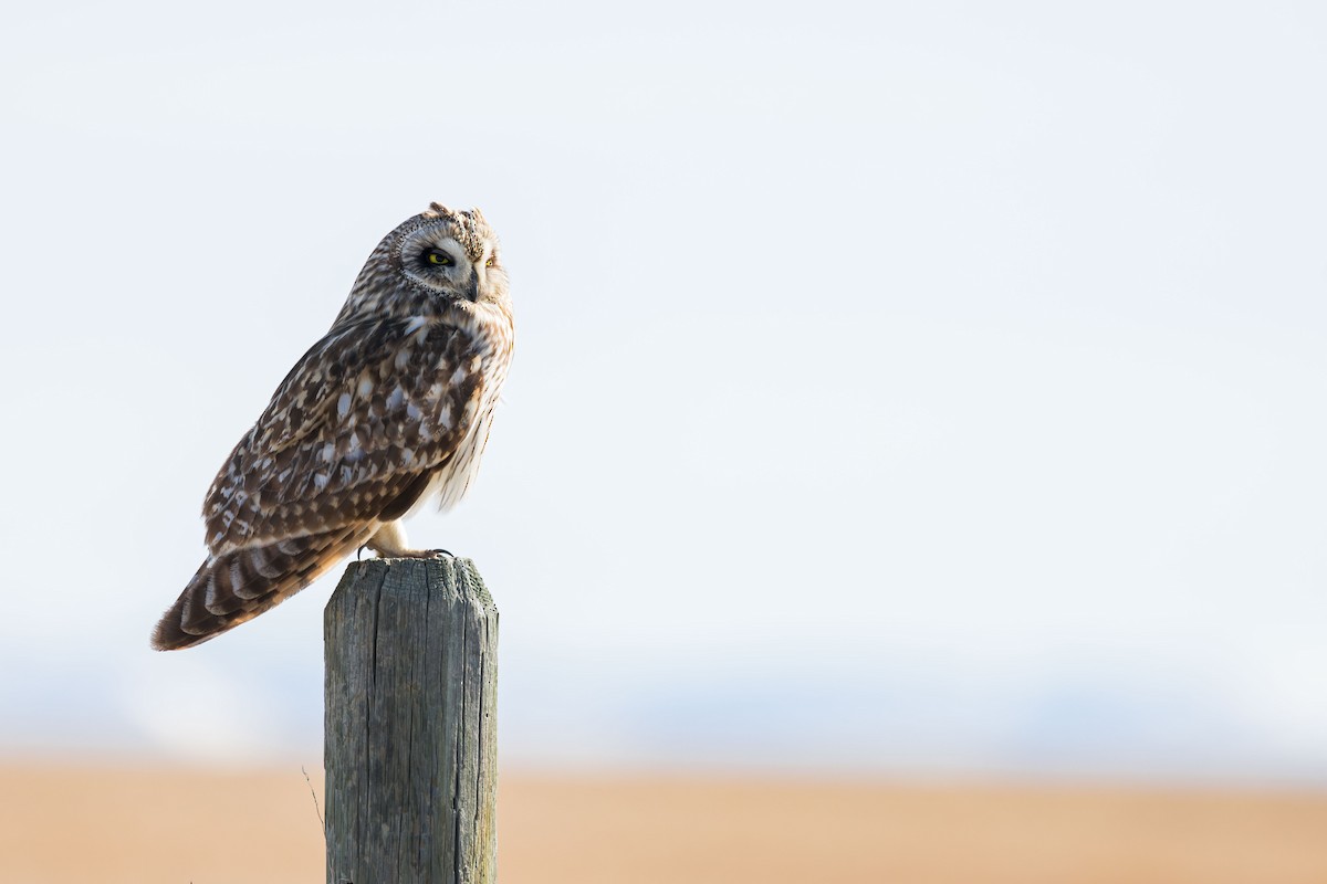 Short-eared Owl - ML618630550