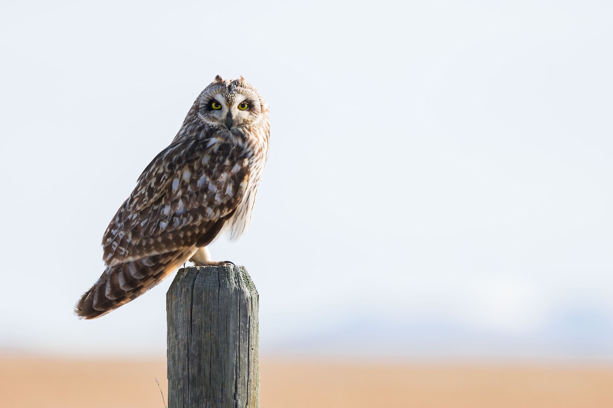 Short-eared Owl - ML618630556