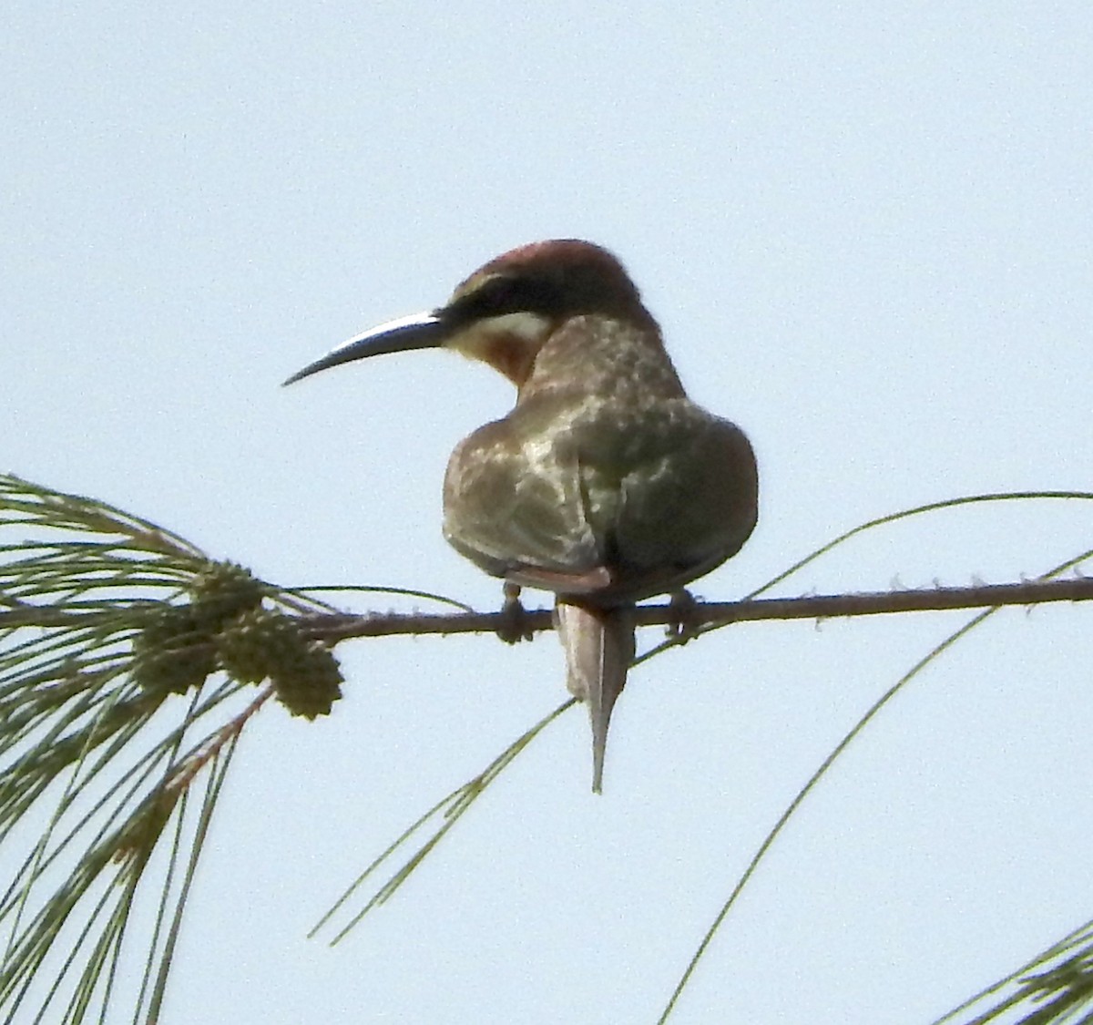 Madagascar Bee-eater - ML618630563