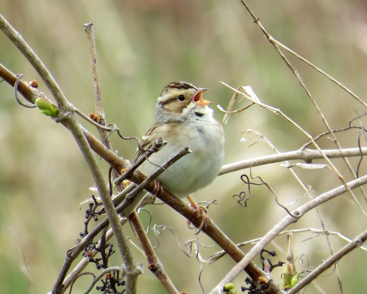 Clay-colored Sparrow - ML618630565