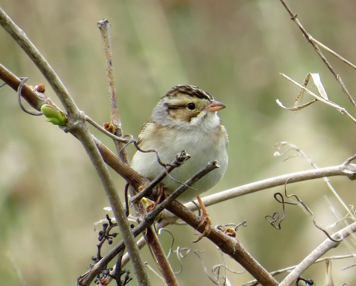 Clay-colored Sparrow - ML618630567