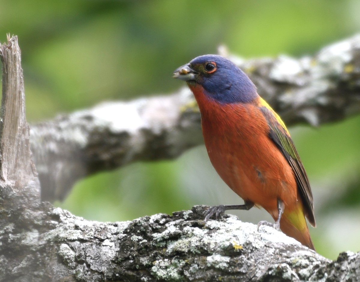 Painted Bunting - ML618630568