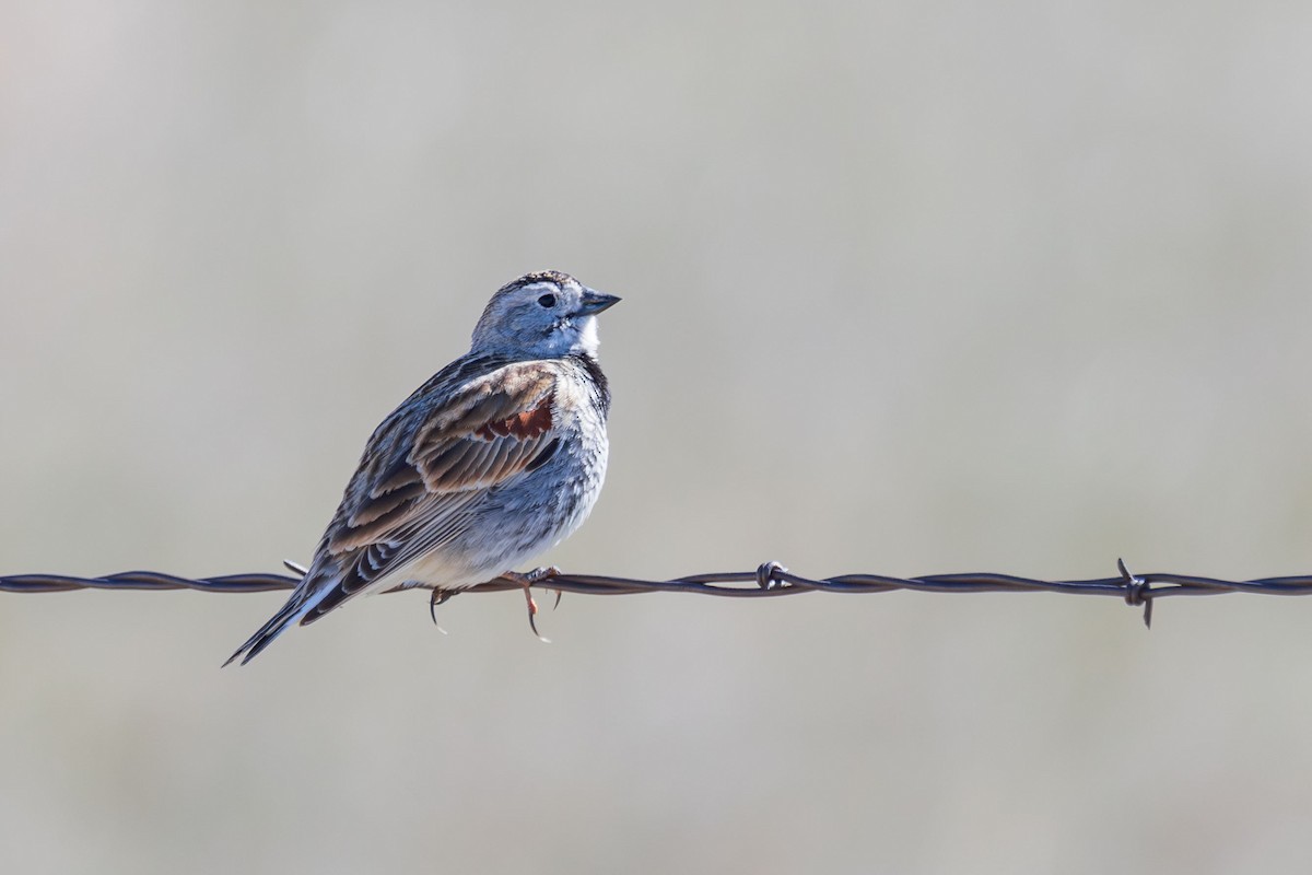 Thick-billed Longspur - ML618630587