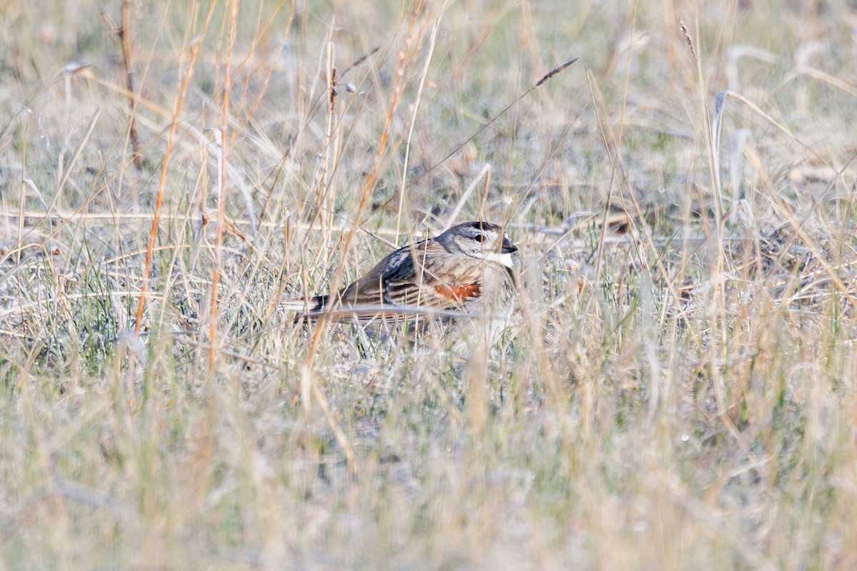 Thick-billed Longspur - ML618630588