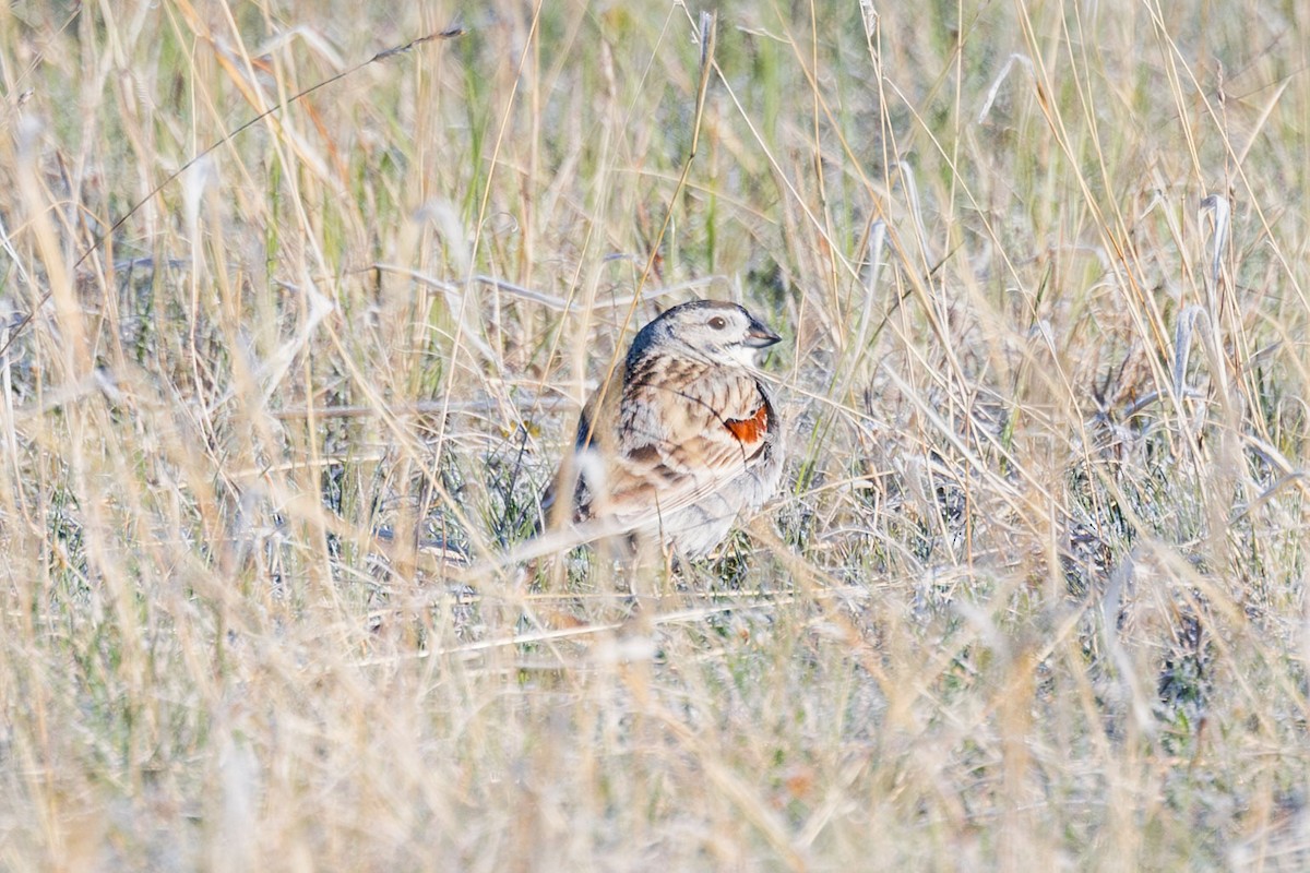Thick-billed Longspur - ML618630593