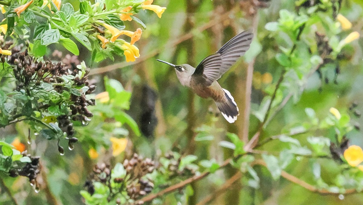 kolibřík čepičatý - ML618630601