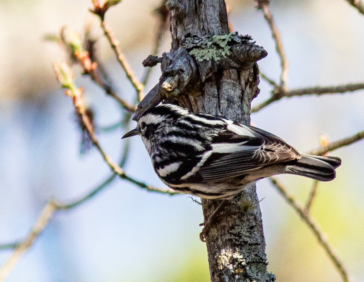 Black-and-white Warbler - ML618630607
