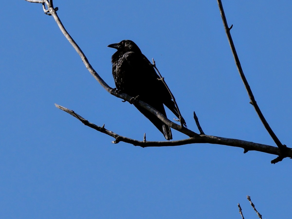 American Crow - ML618630642