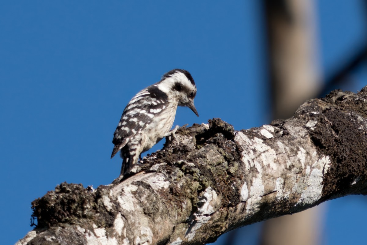 Gray-capped Pygmy Woodpecker - ML618630666