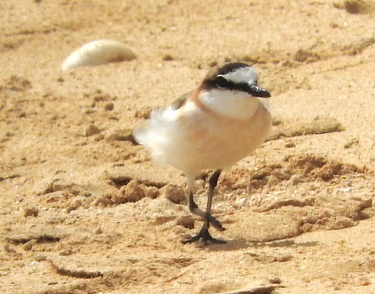 White-fronted Plover - ML618630689
