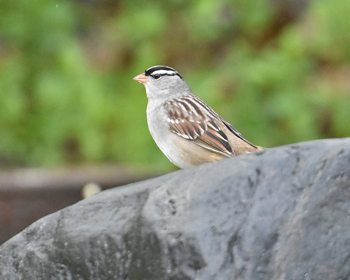 White-crowned Sparrow - ML618630694