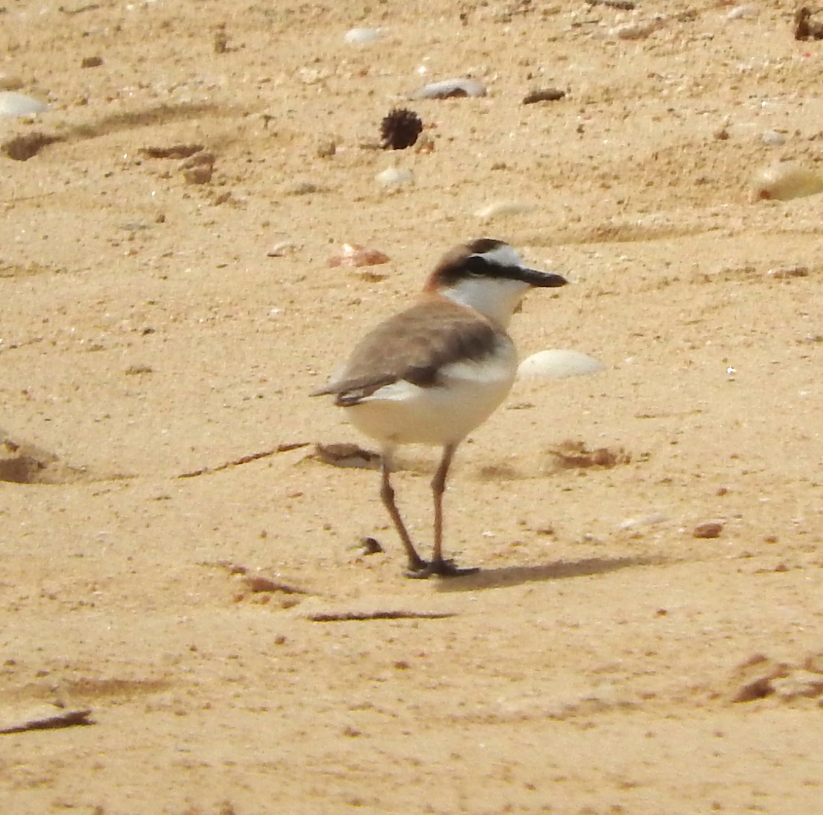 White-fronted Plover - ML618630699