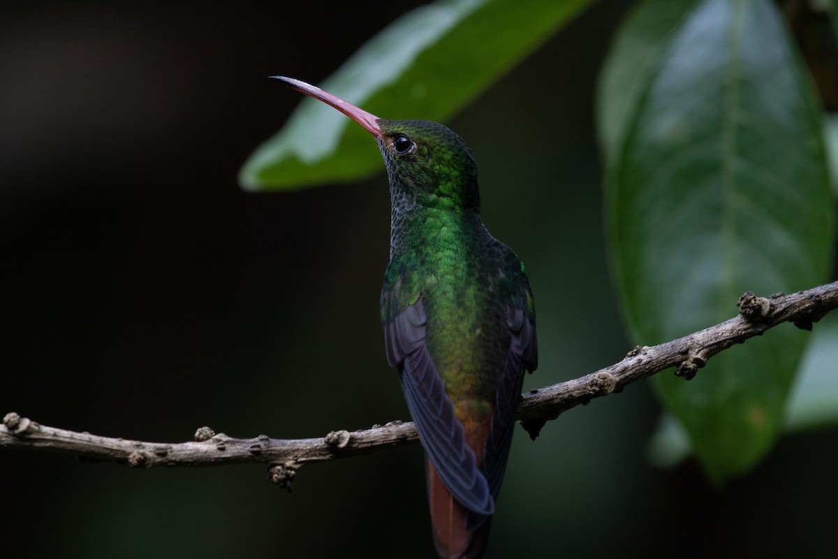 Rufous-tailed Hummingbird - ML618630716