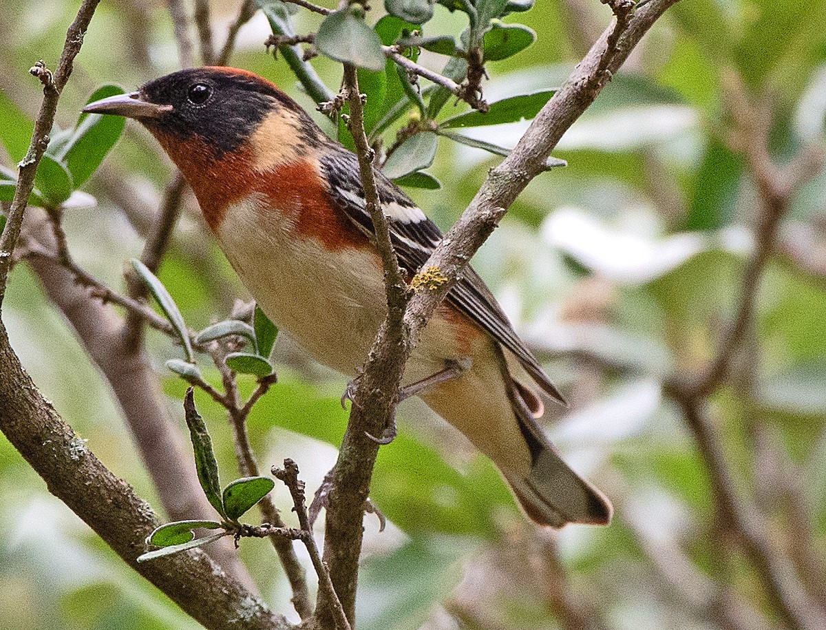Bay-breasted Warbler - ML618630722